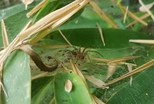 Réf. 213 665 : Allagelena gracilens
